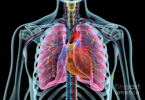 Human Chest Anatomy #2 Photograph by Leonello Calvetti/science Photo ...