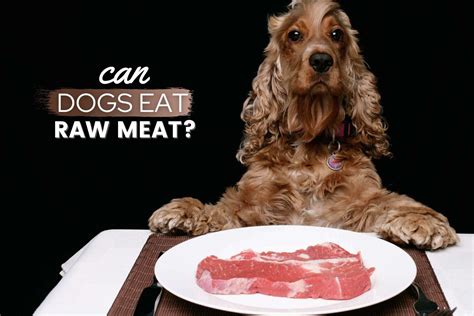 Can Dogs Eat Raw Meat? Is Raw Meat Safe For Dogs? - Canine Bible