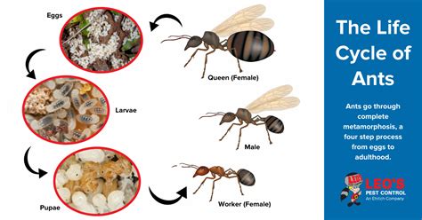 Life Cycle of Ants | Ants in Bristol TN | Leo's Pest Control