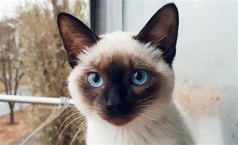 Top 50 Male Siamese Cat Names | Siamese cats, Cat names, Siamese kittens