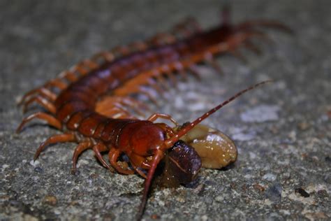 Centipede Venom Is a More Potent Pain Killer Than Morphine | Smart News ...