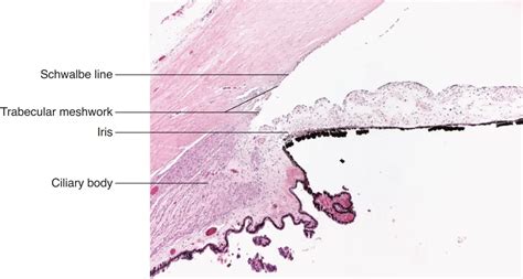 Canal Of Schlemm Histology