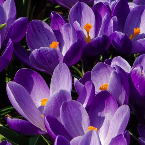 Buy Dutch crocus bulbs Crocus Remembrance: £2.49 Delivery by Crocus