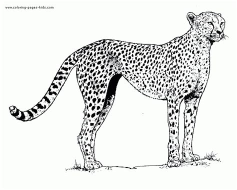 Cheetah Color Page Coloring Page - Coloring Home