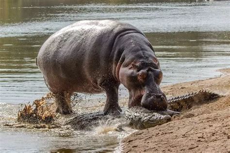 Hippo vs crocodile: Dramatic snaps show protective beast attacking ...