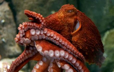 Giant Pacific Octopus – Northwest Wildlife Preservation Society