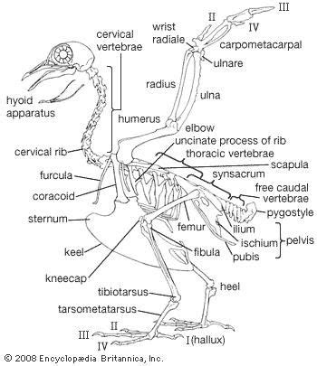 Wing Anatomy, Anatomy Drawing, Chicken Anatomy, Bone System, Skeleton ...