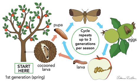 Fighting codling moth and apple maggot in a food forest (forest garden ...