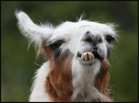 Funny Llama | Photos 2012 | Funny And Cute Animals