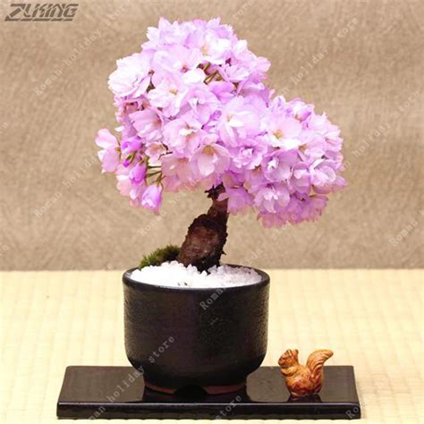 ZLKING 10 Pcs Purple Japanese Sakura Bonsai Mini Tree Real Oriental ...