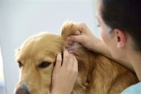 Dog Ear Plucking: Is It Necessary Or Harmful?