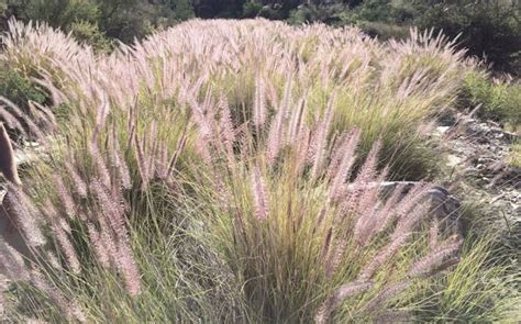 Your ornamental fountain grass is a wildfire danger - A Peek at the ...