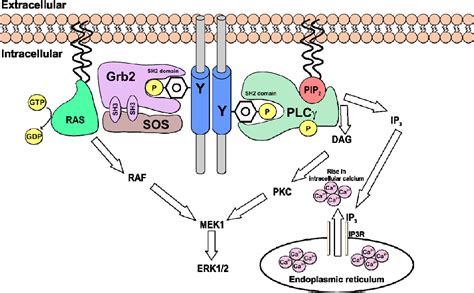 Figure 2 from Receptor tyrosine kinase structure and function in health ...