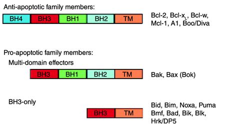 The Bcl-2 family The Bcl-2 protein family is classifi ed into ...