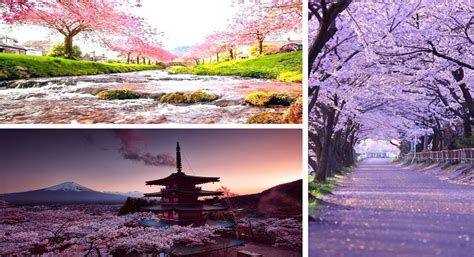 Cherry blossom Tour In Japan | HotelTravelia®