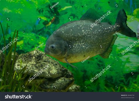 Piranha Predator Fish Amazon River Stock Photo 28446718 - Shutterstock