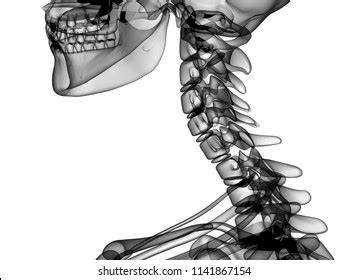 X Ray Human Body 3d Render Stock Illustration 1141867154 | Shutterstock