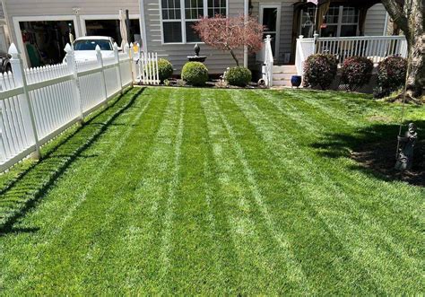 What Does A Tall Fescue Lawn Look Like: A Visual Guide | LawnHelpful.com