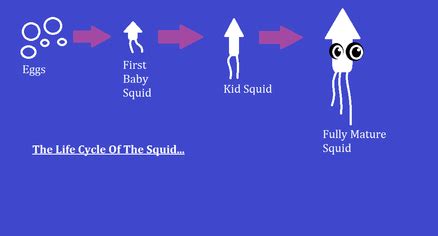 Part II - Squids 101