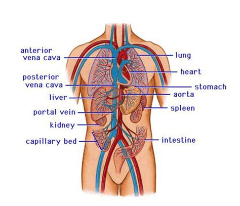 Circulatory System Main Organs | SexiezPicz Web Porn