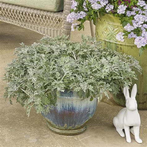 SILVER BULLET® Artemisia - Garden Crossings