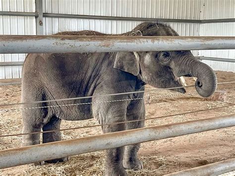 Weekend at the Oklahoma Elephant Sanctuary | That Texas Couple