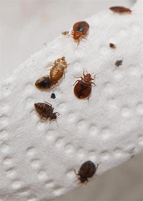 small tiny brown bugs in bedroom - Rebbecca Gandy