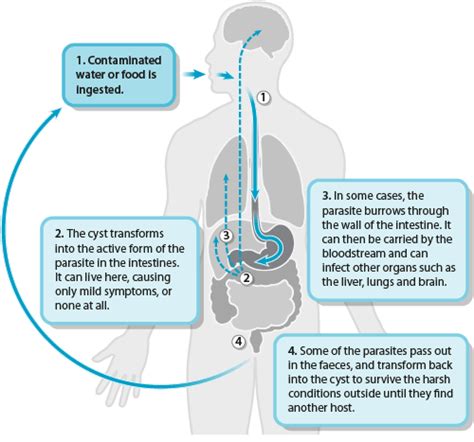 Entamoeba Histolytica Treatment