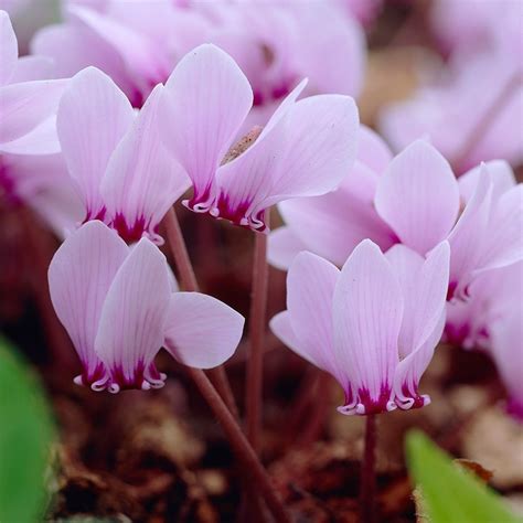 Buy cyclamen bulb (syn. Neapolitanum) Cyclamen hederifolium: £2.99 ...