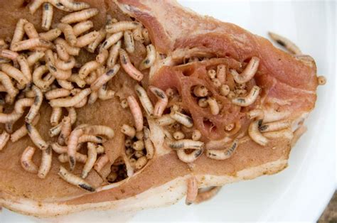 Maggots on meat Stock Photos, Royalty Free Maggots on meat Images ...