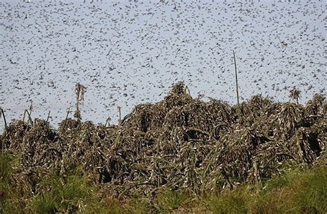 New biblical locust plague devastates Southern Africa while the other ...