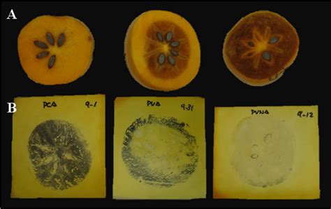 Three types of astringent persimmon according to the amount of ...