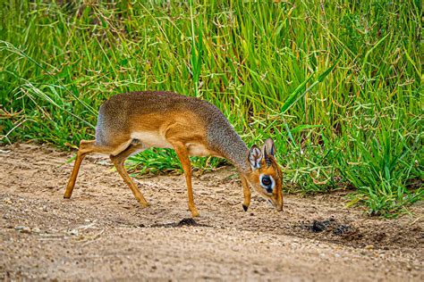 Dik-dik | A tiny dik-dik antelope, seen in Tarangire Nationa… | Flickr