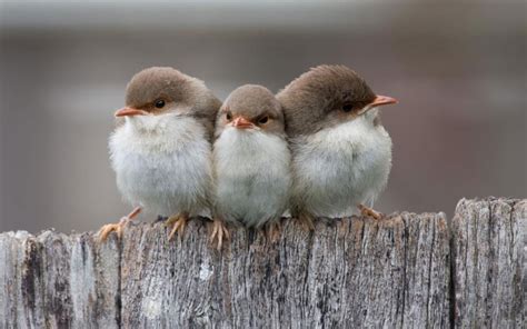 Cute Birds wallpaper | 1280x800 | #1402