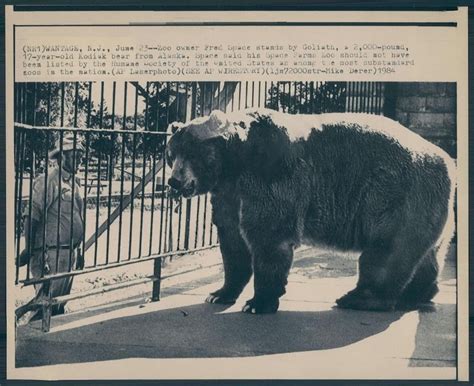 Guinness: World Record Size Kodiak Bears | Message Board