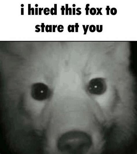 I have hired this fox to stare at you meme | I Have Hired X to Stare at ...