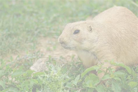 Gopher Removal Farmington NM Gopher Removal Services