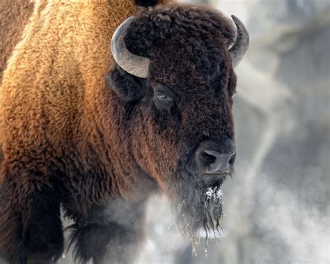 Buffalo bill to make American bison national symbol of US - Animalogic