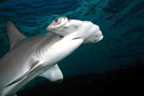 Scalloped Hammerhead Shark – "OCEAN TREASURES" Memorial Library