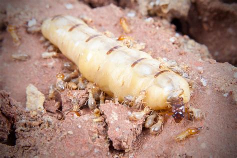 Termite Queen’s Role, Appearance, Size, & Lifespan | EcoGuard