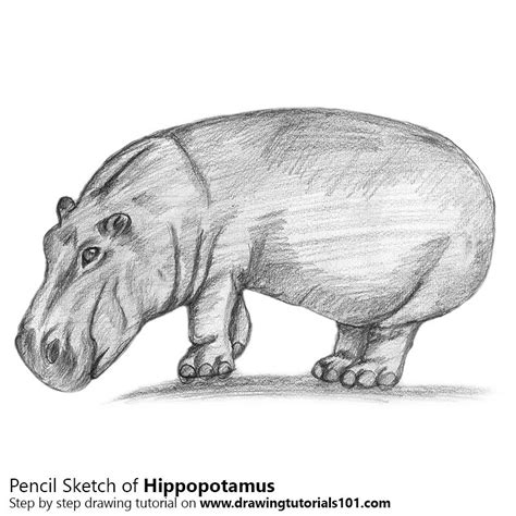 Hippopotamus with Pencils | Hippopotamus, Hippo, Drawing tutorial