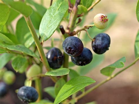 bilberry... | We have planted 8 bilberry plants....these bil… | Flickr