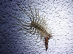 How to Get Rid of Centipedes | Treat for Centipedes | TERRO.com