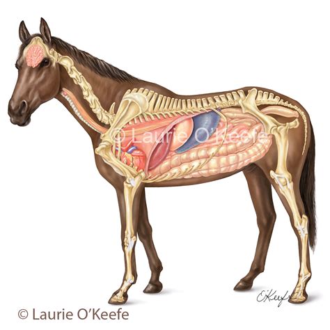 Horse Lung Anatomy Diagram