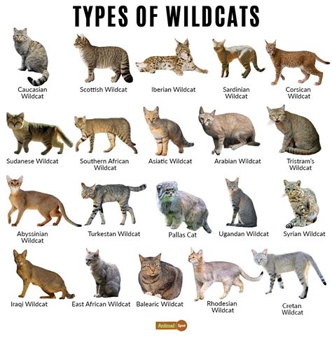 Types Of Wild Cats