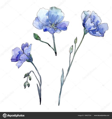 Blue Flax Floral Botanical Flower Wild Spring Leaf Wildflower Isolated ...