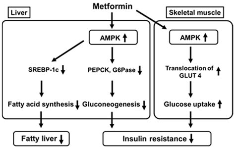 Mechanism Of Action Of Metformin