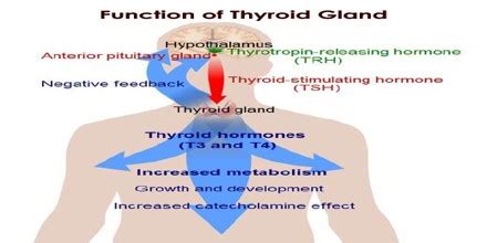 Structure and Function of Thyroid Gland - Assignment Point