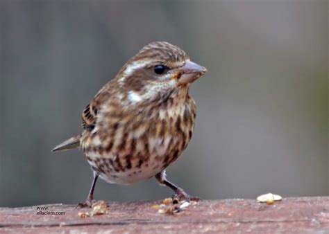 Purple Finch female ? | BirdForum