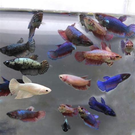 Buy Assorted Full Moon Female Betta Fish Online | AQUAStore